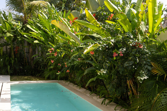 Rectangular outdoor pool in a lush floral garden in a sunny, tropical setting.
