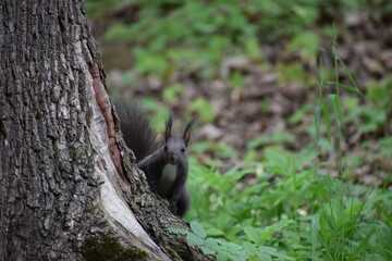 squirrel in the forest