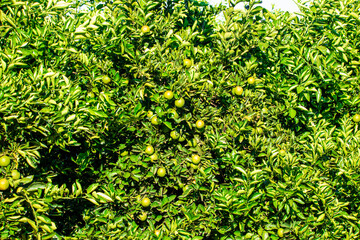 Orange on the tree, fruit plantation