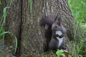 squirrel in the park