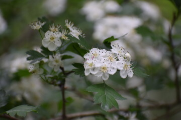 apple tree blossom
