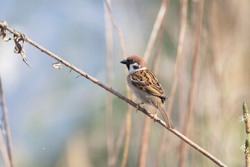 枯れ草にとまるスズメ