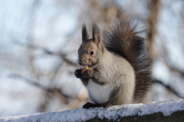 fluffy Hokkaido Squirrel on a tree in snowy forest
