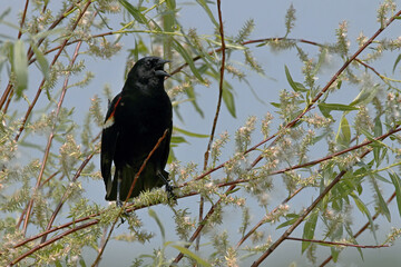 Male red-winged blackbird (Agelaius phoeniceus)on the Wisconsin conservation area
