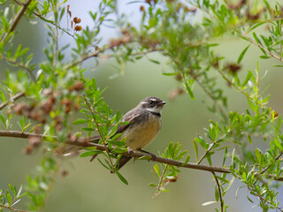 Grey Fantail (Rhipidura albiscapa) perched on a branch with green leaves and bokeh background