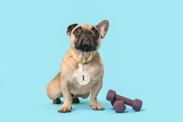 Cute French bulldog with first place medal and dumbbells on blue background