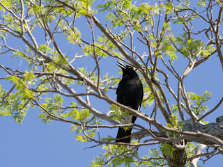 Pied Currawong (Strepera graculina) perched on a jacaranda tree branch.