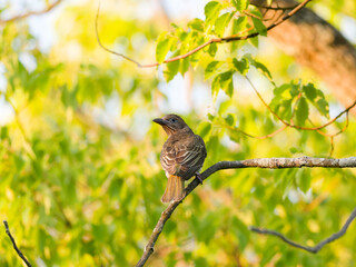 Female Australasian Figbird or Green Figbird (Sphecotheres vieilloti) perched on a branch with bokeh back ground