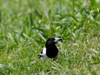 Pied Butcherbird (Cracticus nigrogularis) hiding in green grass with bokeh background