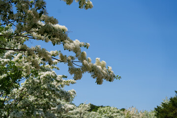 Landscape with blue sky and white flowers of Retusa fringetree (Chionanthus retusus) tree in bloom
