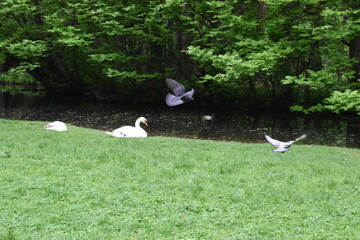 white stork in the nest