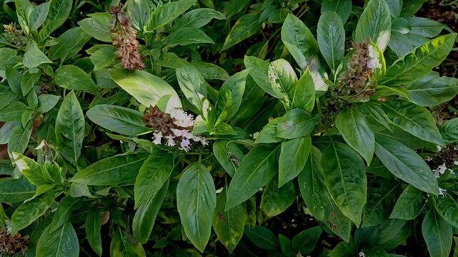 Ocimum basilicum also called great basil,basil is a culinary herb of the family Lamiaceae (mints), the generic term "basil" refers to the variety also known as Genovese basil or sweet basil or Kemangi
