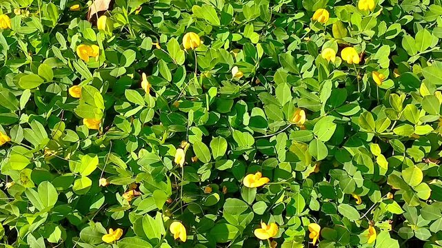 Arachis pintoi, the Pinto peanut or kacang pinto, is a forage plant native to Cerrado vegetation in Brazil. This wild perennial relative of the groundnut or peanut.