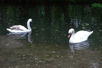 swans on the lake