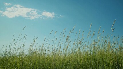 Obraz premium Serene Meadow Under a Summer Sky: Tall Grasses and Blue Heavens