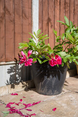 Faded red peony flower in a pot, with almost no petals in the garden.