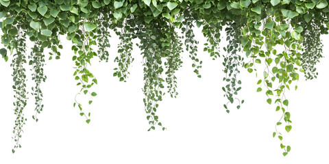 Cascading foliage: Green vines falling against a stark backdrop creating dimension