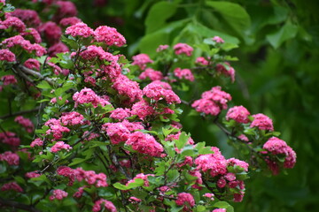 pink flowers in the garden
