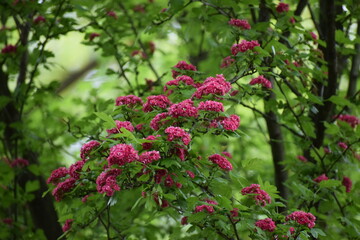 red flowers in the garden