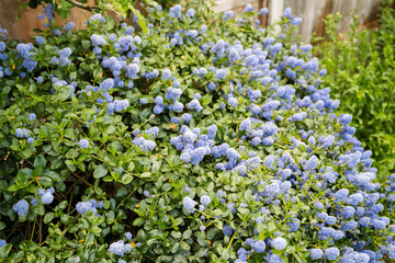 Bush with blue flowers blooming in spring, beautiful garden 
