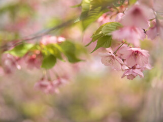 4月に咲いた美しいサクラ「河津桜（カワヅザクラ）」