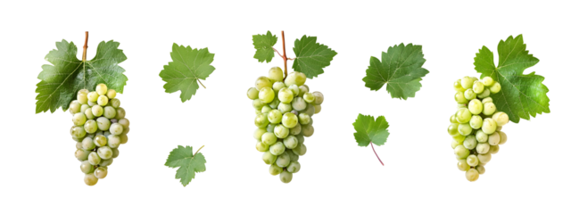 Isolated still life arrangement of white grapes and foliage against black backdrop