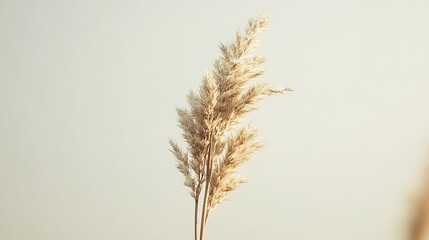 Fototapeta premium 淡い光に包まれる繊細な穂の植物