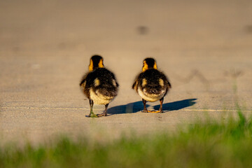 Waddle Away: Ducklings on a Journey