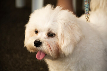 fluffy white maltese pet with tongue out waiting for owner