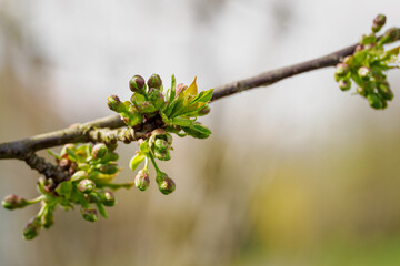 Cherry blossom buds on a branch.
