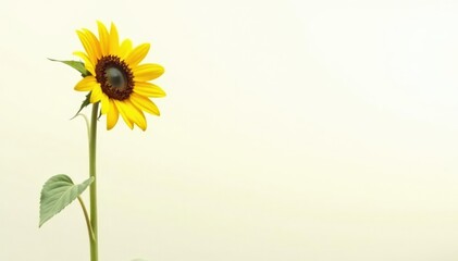 Obraz premium One lone, tall sunflower against a white background, macro, yellow, image