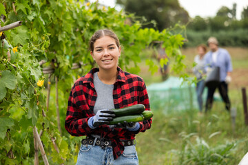 European woman is holding ripe marrow squash zucchini in hands. She has grown large crop in garden,...