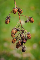Old and dried blackberries on the plant.

