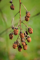 Old and dried blackberries on the plant.
