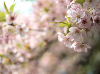4月に咲いた可愛らしいピンク色の桜の花「大漁桜（タイリョウザクラ）」