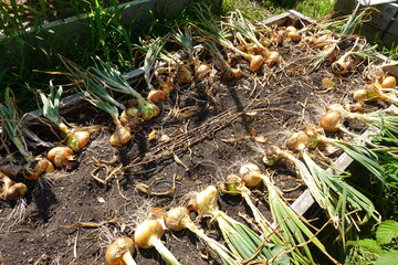 Freshly harvested onions drying in the sun