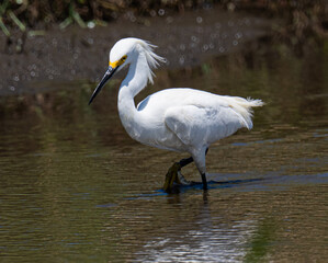 Beautiful snowy egret wading in Florida 