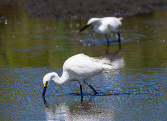 Snowy egrets foraging for food