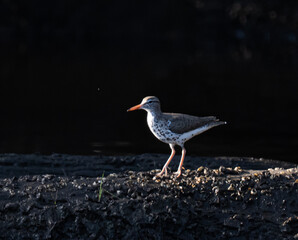 Spotted sandpiper foraging on a river bank