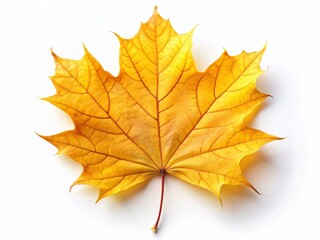 Fototapeta premium Autumn Maple Leaf Leading Lines: Vibrant Yellow Fall Foliage on White Background