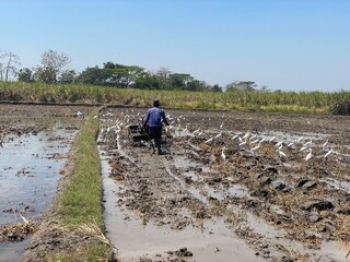 A flock of egrets flies and searches for food in the rice fields, while a farmer plows the...