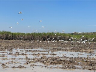 A flock of white egrets flies low and forages for food in the lush green rice fields, adding life and movement to the peaceful rural landscape.