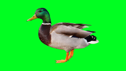 Obraz premium Vibrant duck on green background