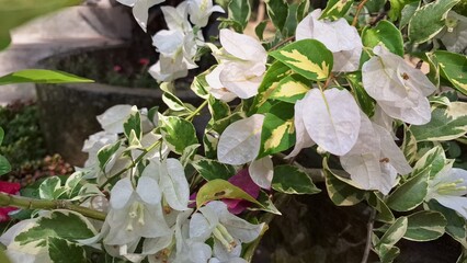 White and Pink Variegated Bougainvillea Glabra Flowers Blooming in Sunlight &ndash; Tropical Paper Plant Close-up Outdoors