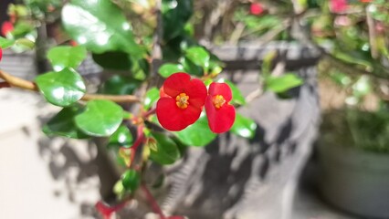 Bright red Crown of Thorns flowers (Euphorbia milii) in vibrant bloom, showcasing delicate floral details under natural sunlight.