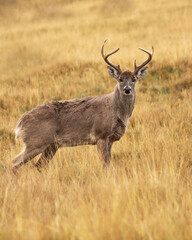 Venado de cola blanca macho