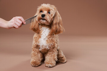 Pet grooming. Woman brushing cute dog with comb on brown background, closeup. Space for text
