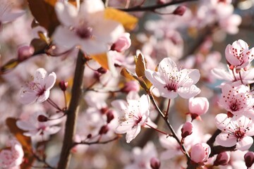 Beautiful blossoming cherry plum tree with pink flowers outdoors, closeup