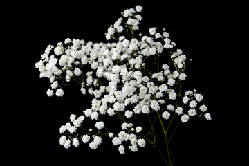 Beautiful delicate gypsophila flowers on black background