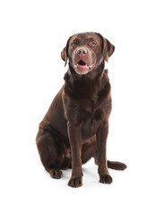 Cute dog on white background. Lovely pet